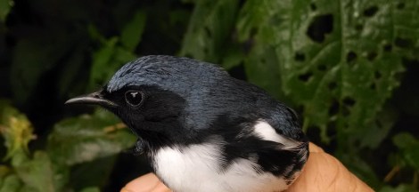 Male Black-throated Blue Warbler